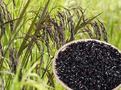 Healthy black rice bowl and white tea cup for Indian wellness